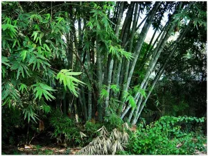 Non-Invasive Clumping Giant Bamboo Seed - Approximately 20 Seeds - Male or Solid Bamboo - Growing Instructions Will be Included