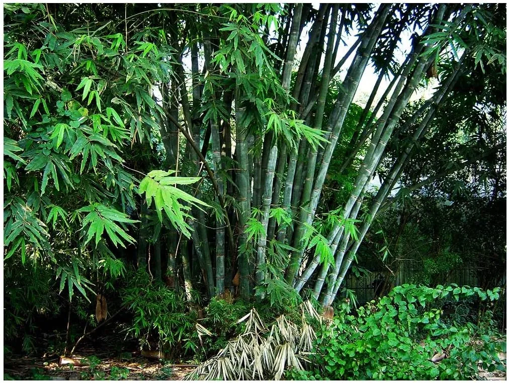 Non-Invasive Clumping Giant Bamboo Seed - Approximately 20 Seeds - Male or Solid Bamboo - Growing Instructions Will be Included